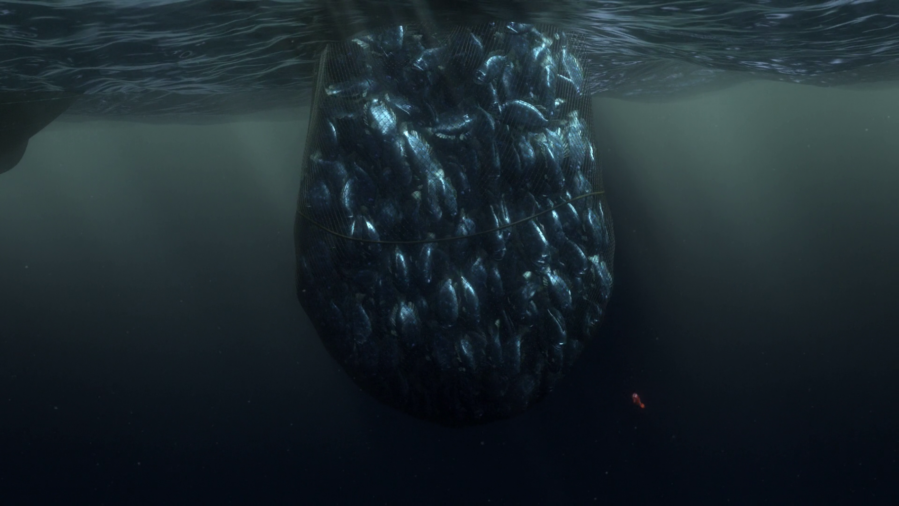 le monde de Nemo